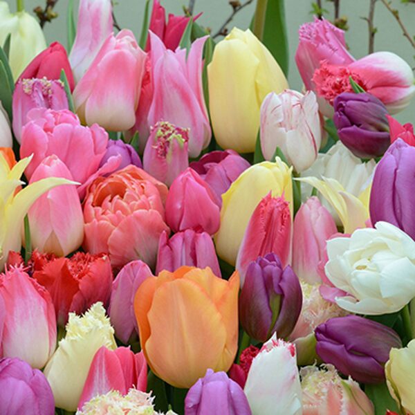 Tulpes mix "Romantica", sīpoli 45gb