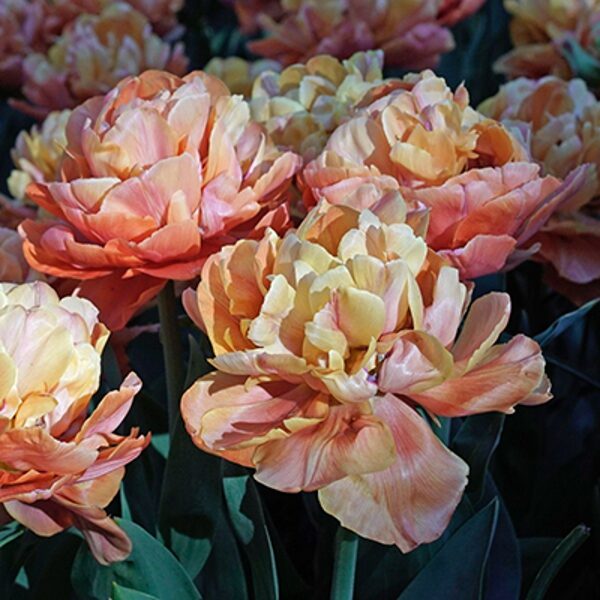 Tulpe "Valdivia", sīpoli 5gb