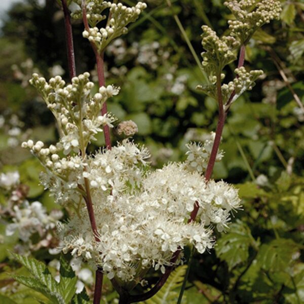 Parastā vīgrieze (Filipendula ulmaria) 0,1g