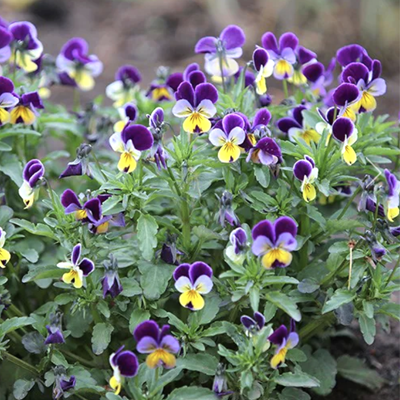 Trejkrāsu vijolīte (Viola tricolor), 0,2g