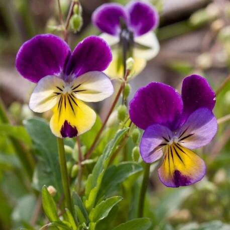 Trejkrāsu vijolīte (Viola tricolor), 0,2g